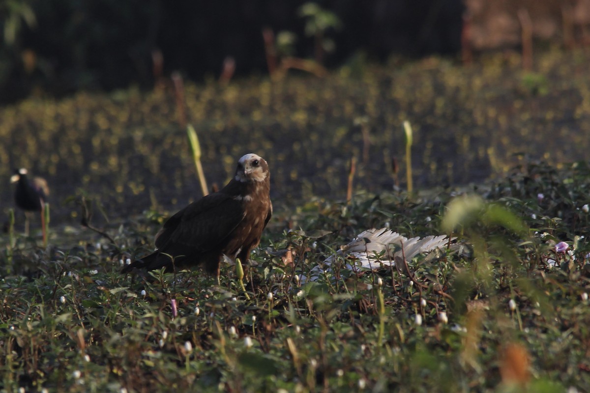 Western Marsh Harrier - Rohidas Revankar