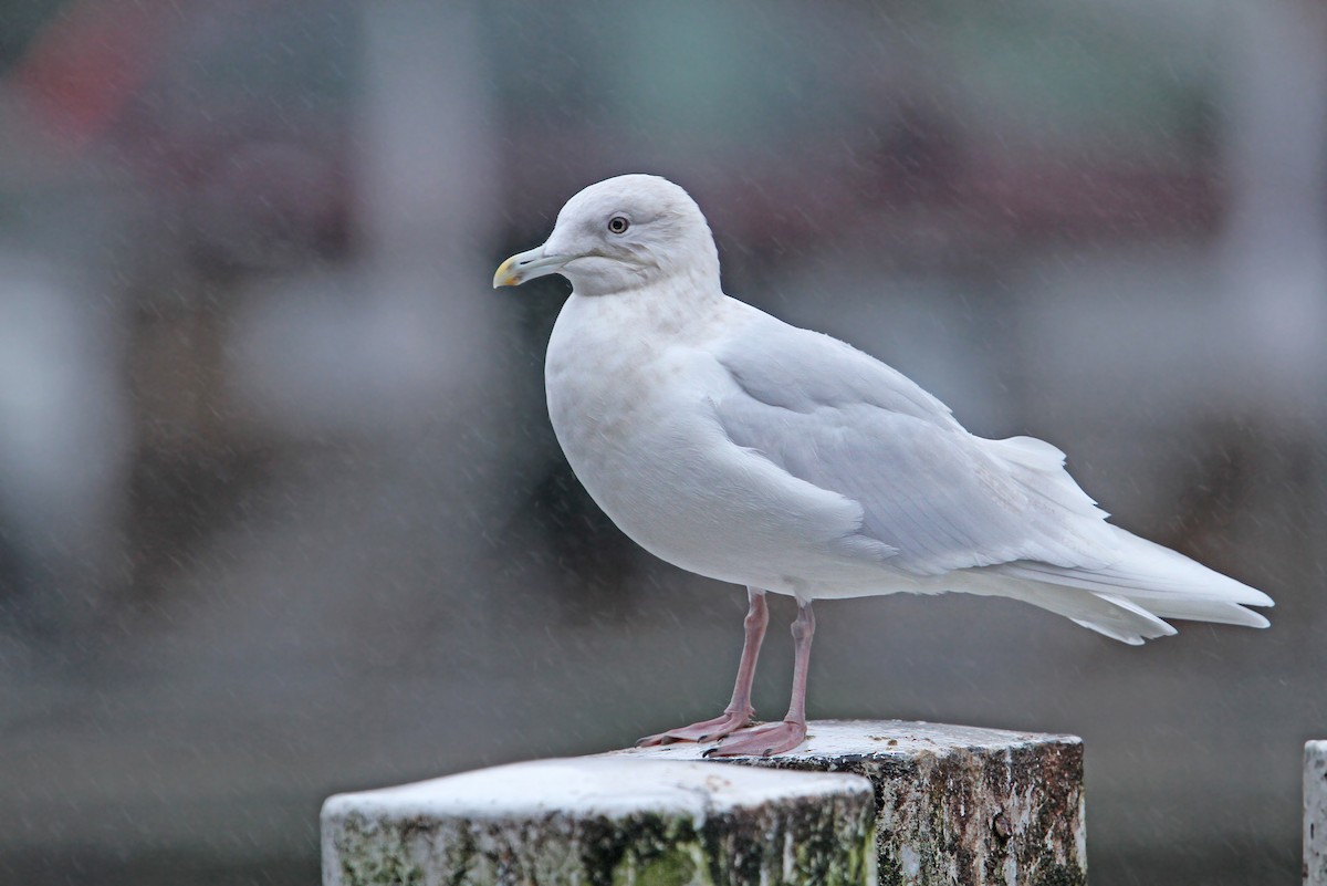 Iceland Gull (kumlieni/glaucoides) - ML80208741