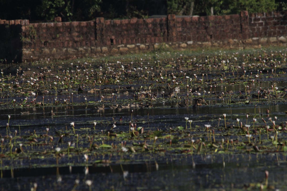 Garganey - ML80208821