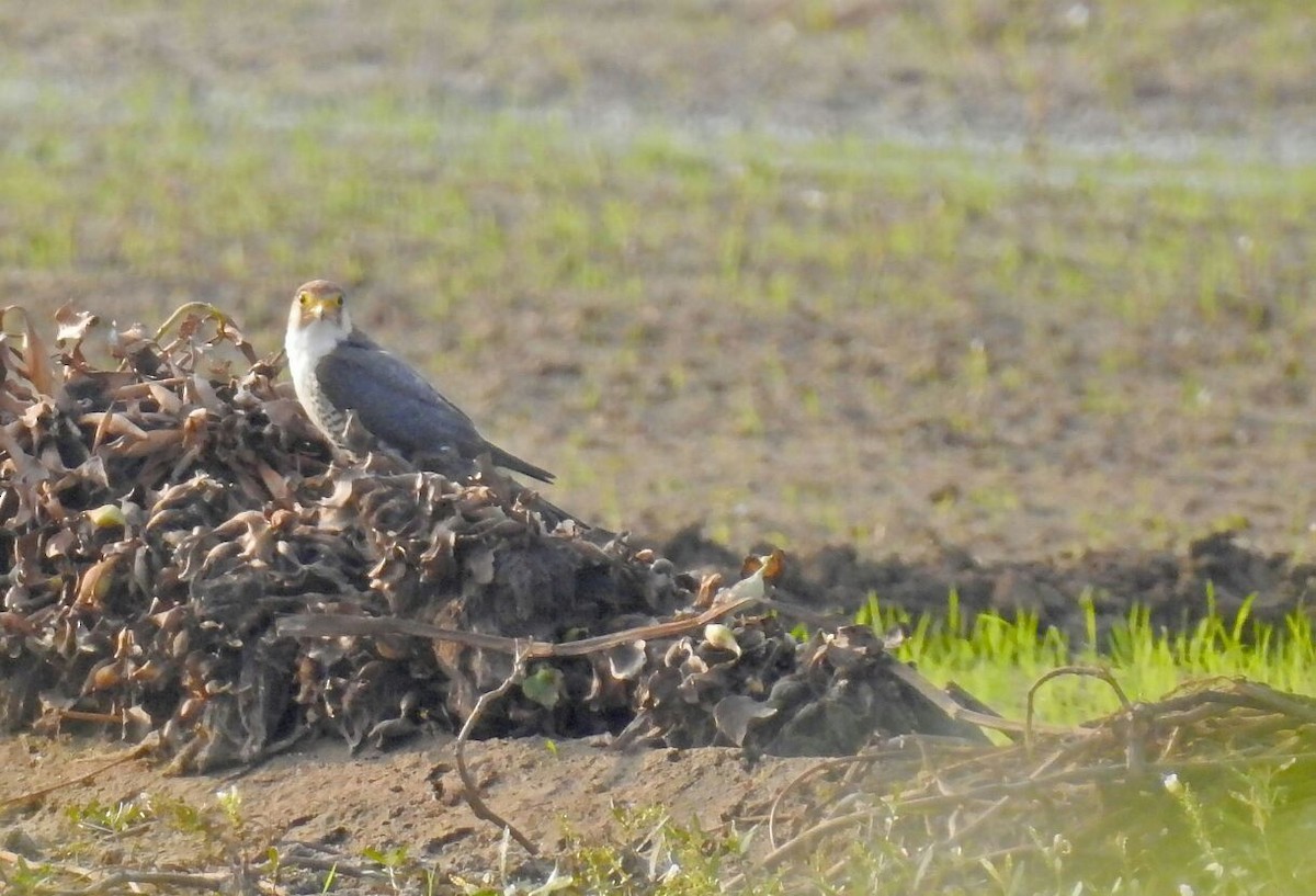 Red-necked Falcon - ML80209111