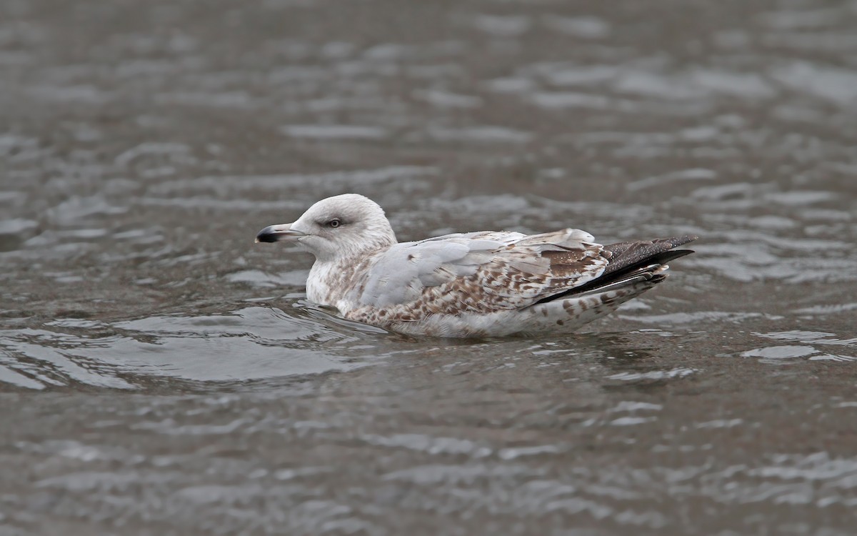 セグロカモメ（argentatus／argenteus） - ML80209531