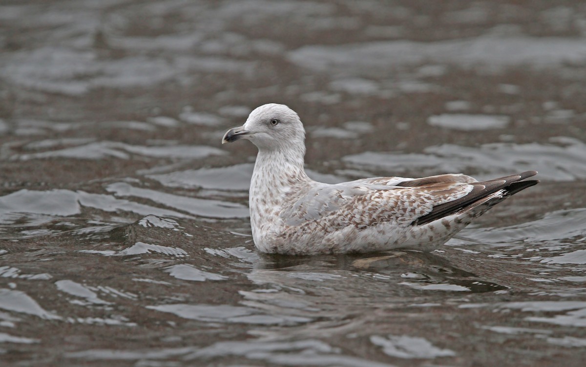 セグロカモメ（argentatus／argenteus） - ML80209601