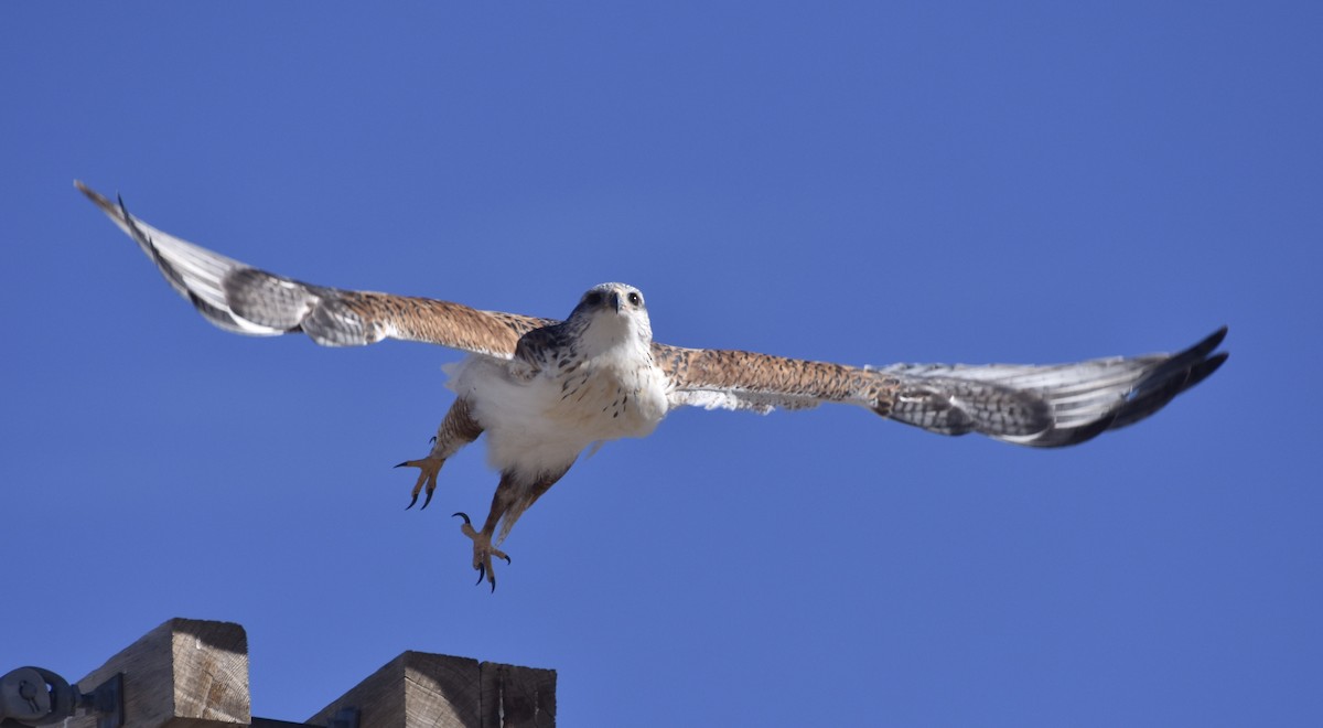 Ferruginous Hawk - ML80209641