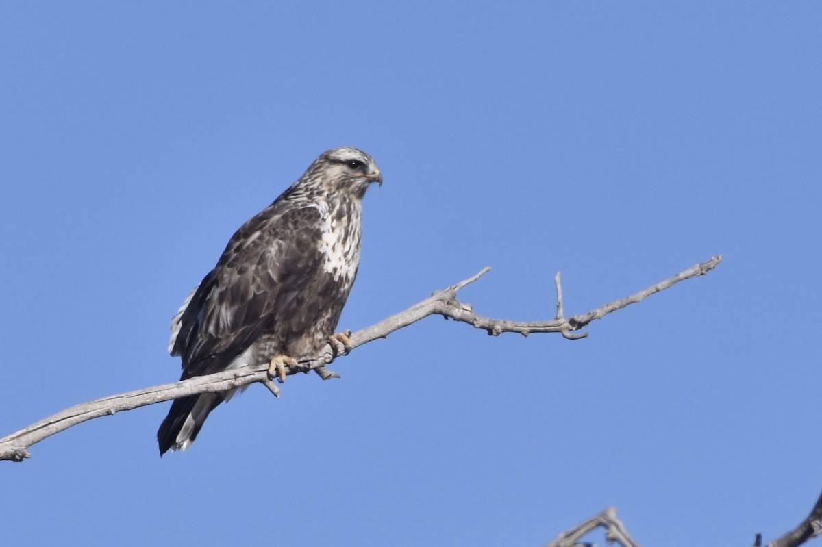 Rough-legged Hawk - ML80209651