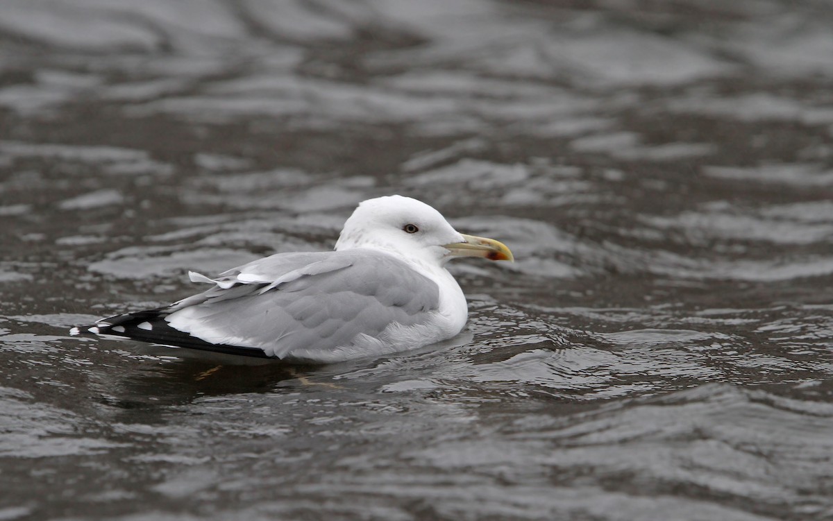 Caspian Gull - Christoph Moning