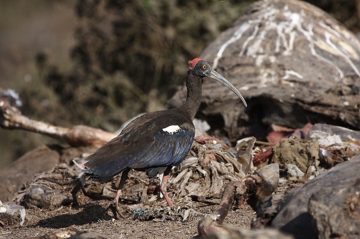 ibis bradavičnatý - ML80210101