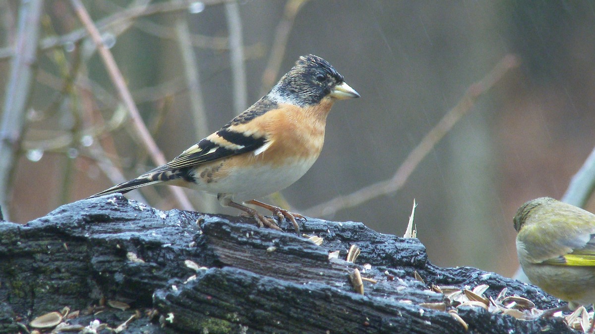 Brambling - Paulo Belo