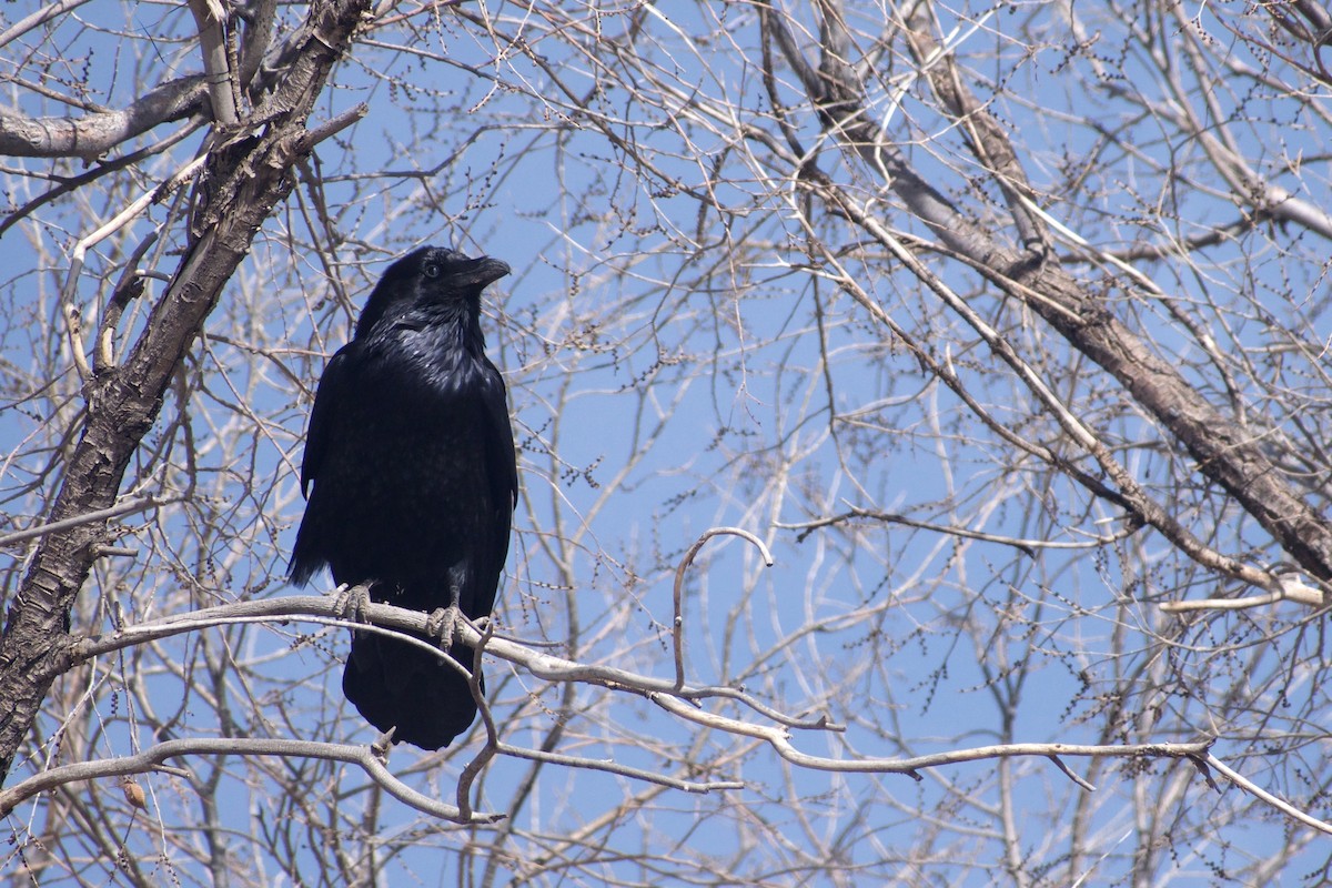 Chihuahuan Raven - Will Schenck