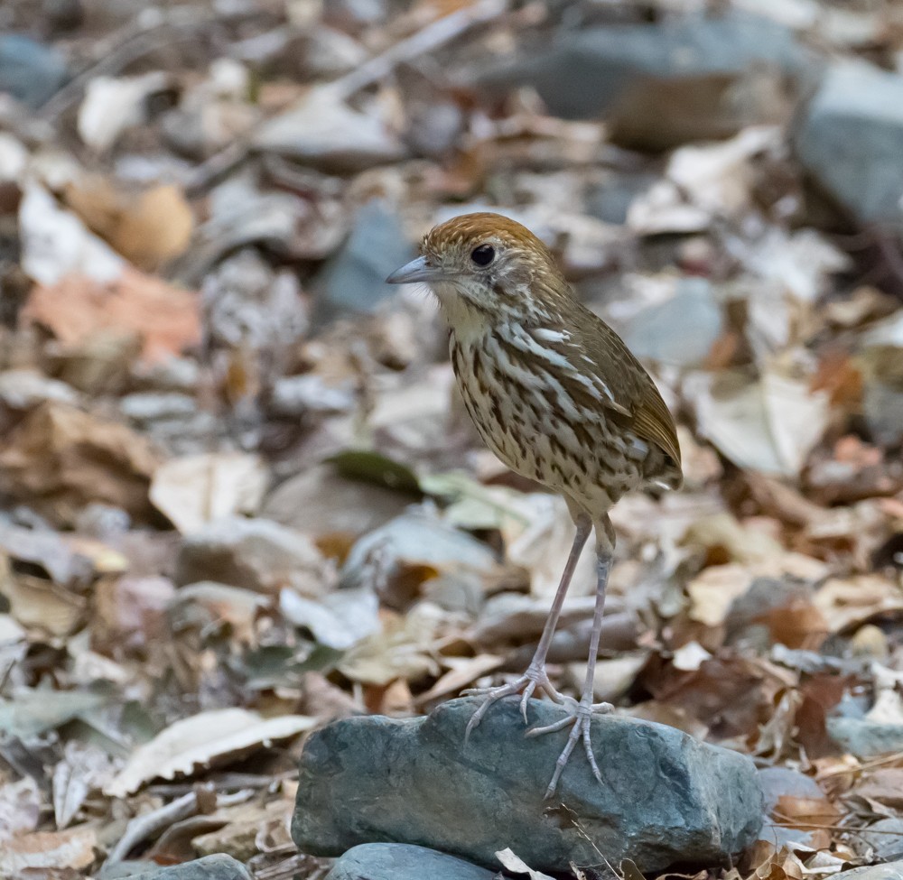 Watkins's Antpitta - Allan Welby