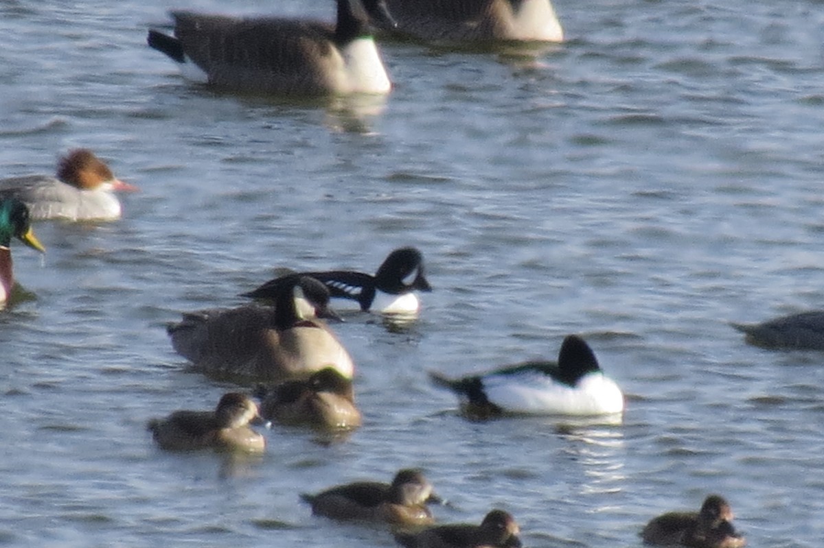 Barrow's Goldeneye - ML80214461