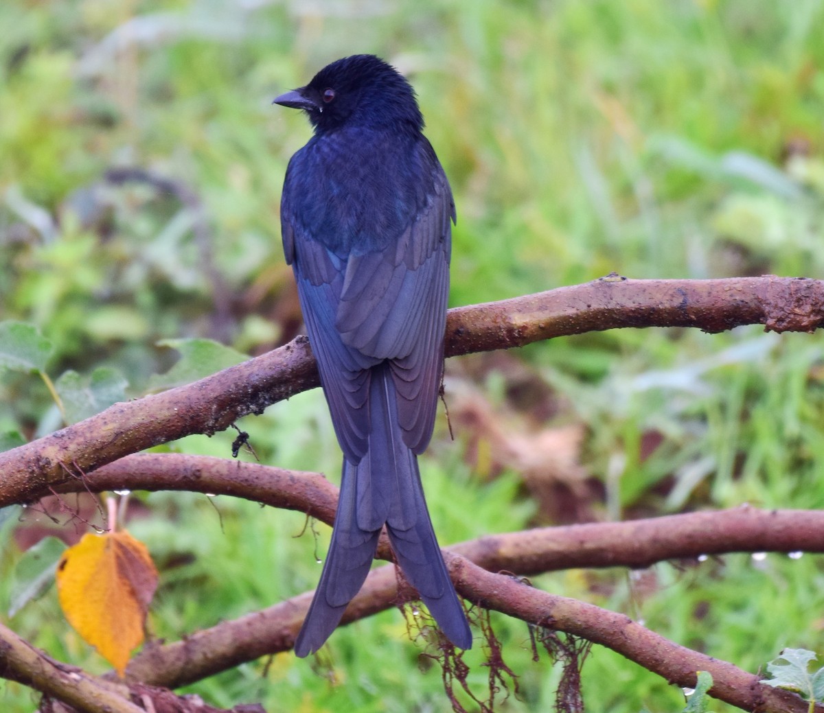 Black Drongo - mathew thekkethala