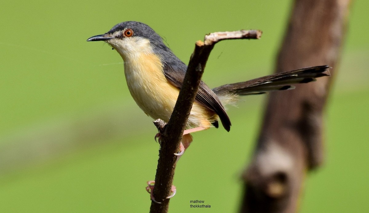 Ashy Prinia - mathew thekkethala