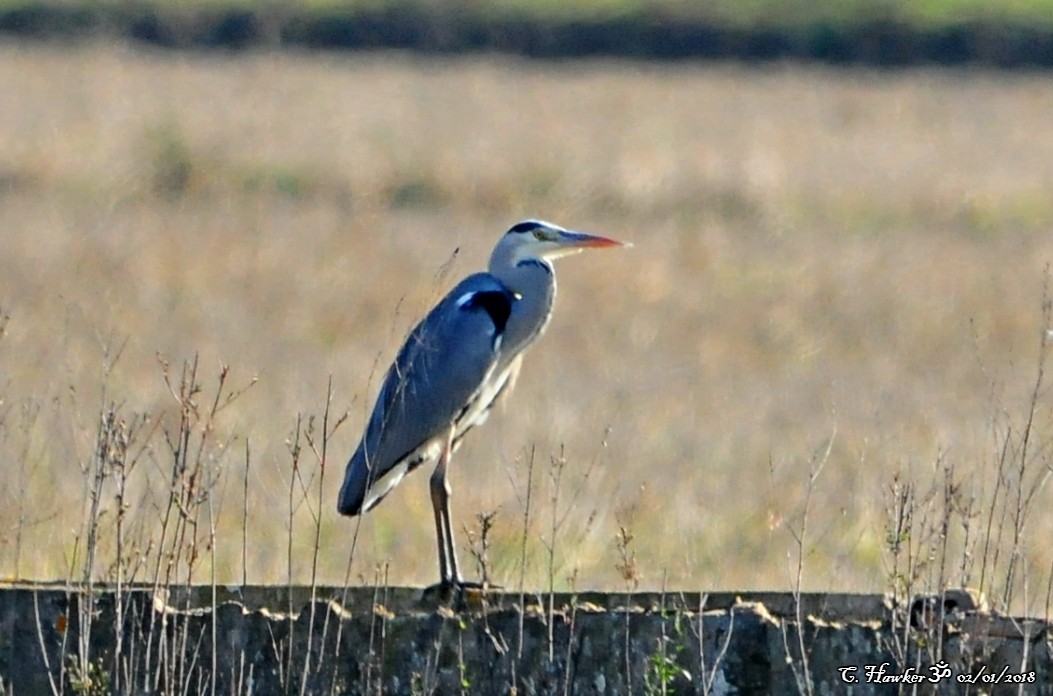 Gray Heron - ML80215321