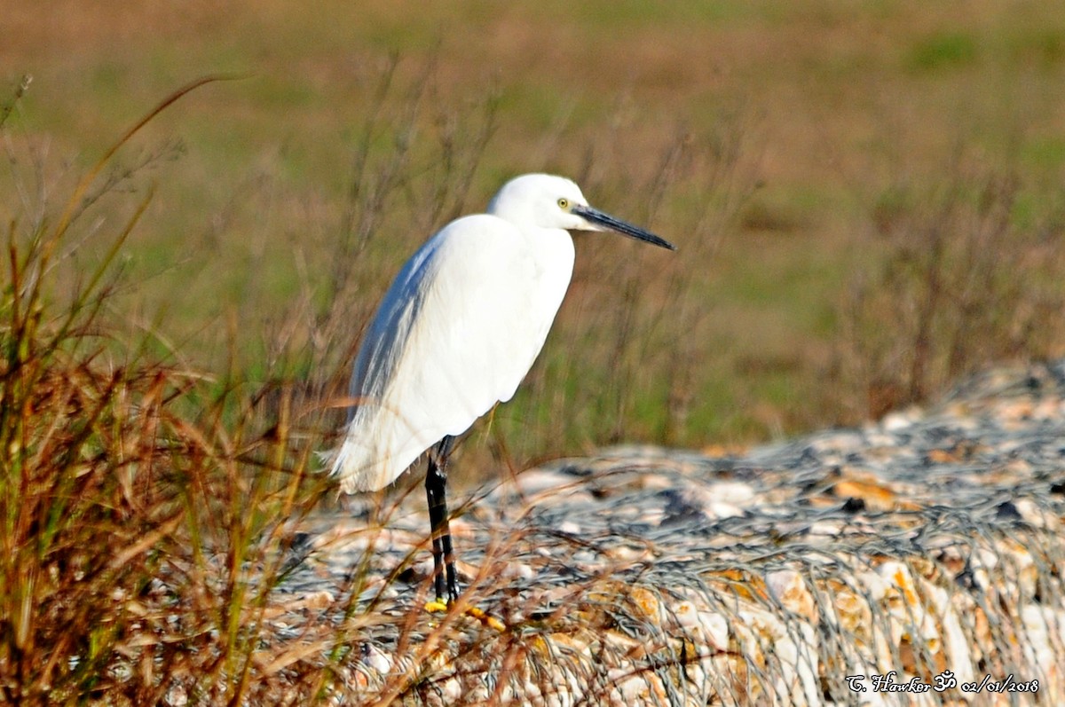 Little Egret - ML80215341