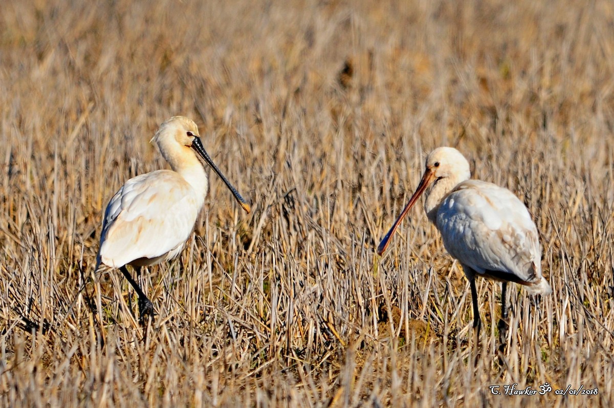 Eurasian Spoonbill - Carl  Hawker