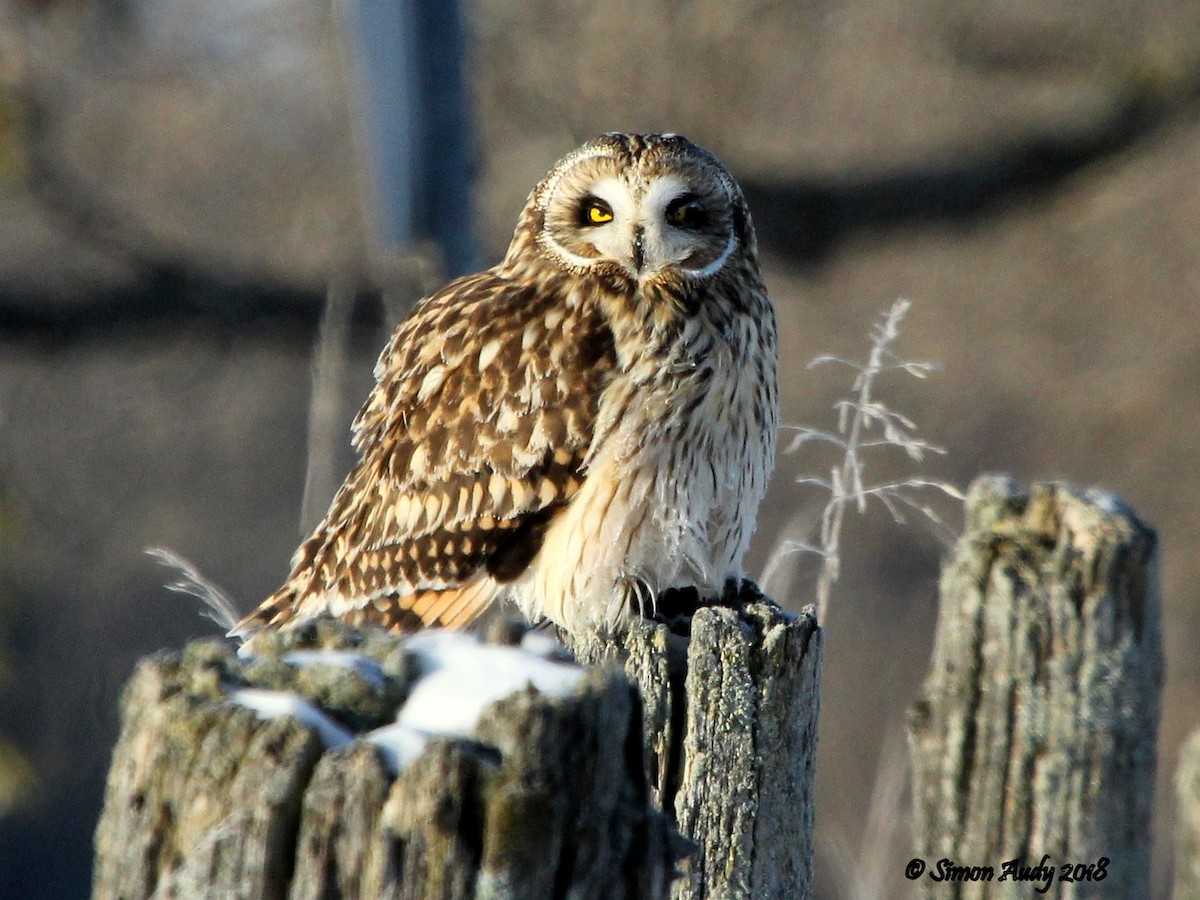 Short-eared Owl - ML80215411