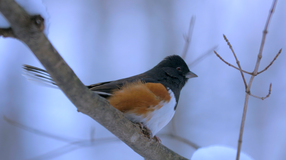 Eastern Towhee - ML80215681
