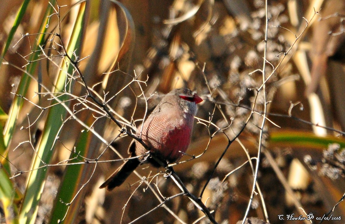 Common Waxbill - ML80215791