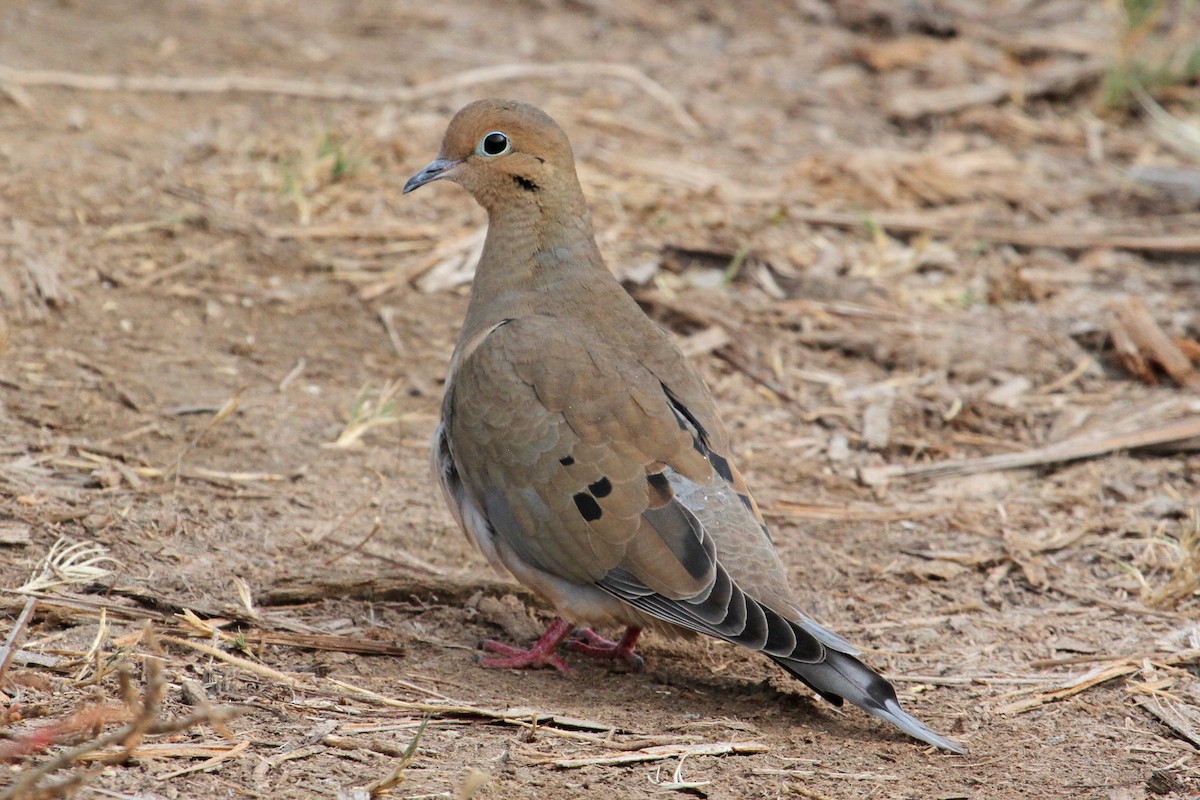 Mourning Dove - ML80216281