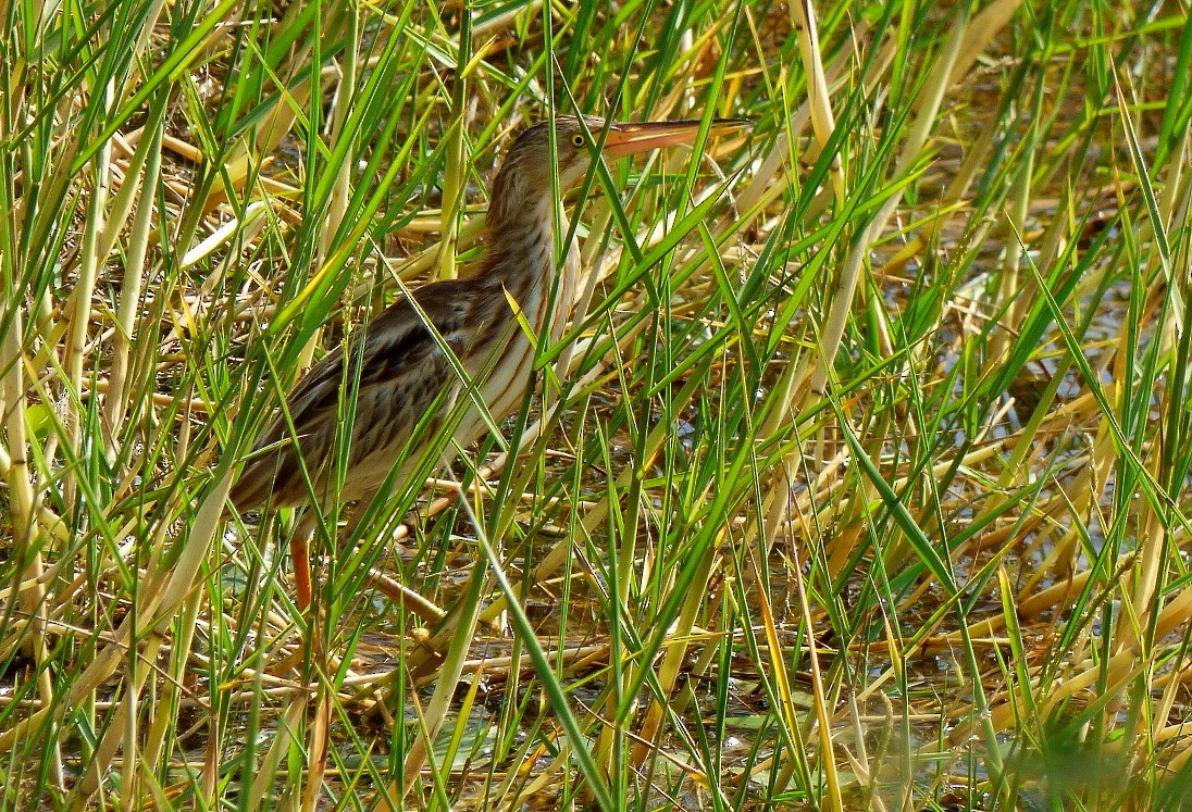 Yellow Bittern - ML80216661