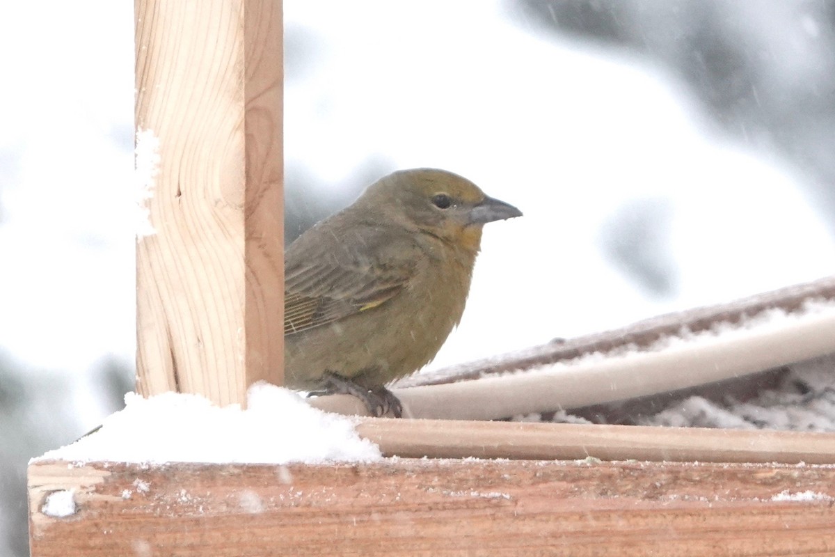 Hepatic Tanager - Joseph Hammerle