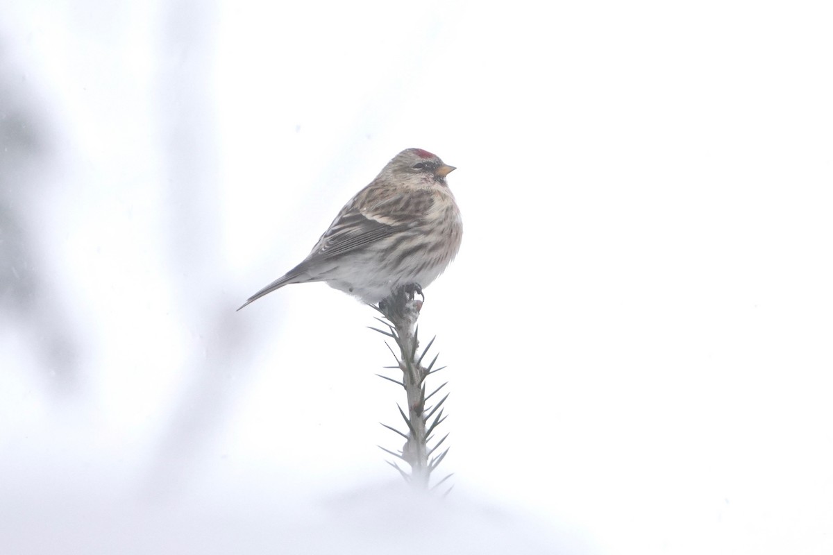 Common Redpoll - ML80219971