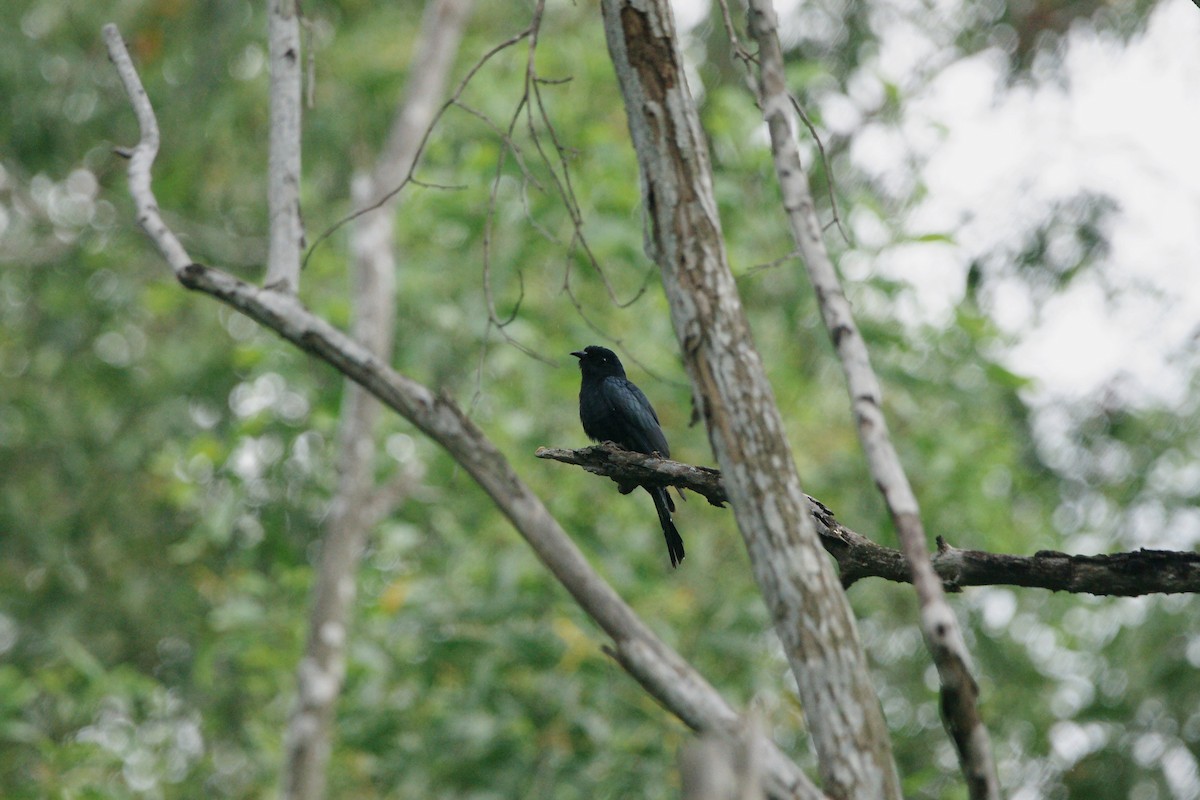 Square-tailed Drongo-Cuckoo - ML80222321