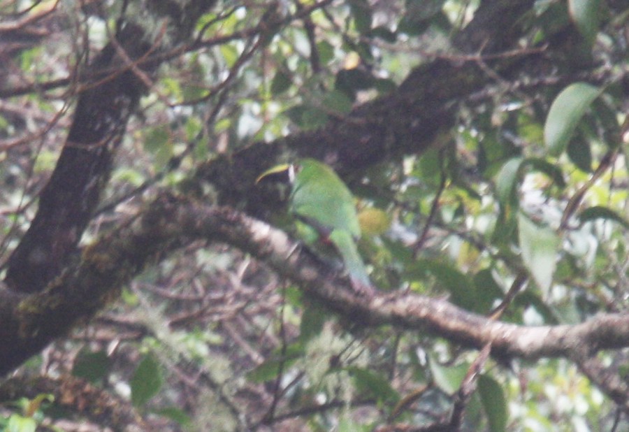 Toucanet à gorge blanche (albivitta/phaeolaemus) - ML80224191