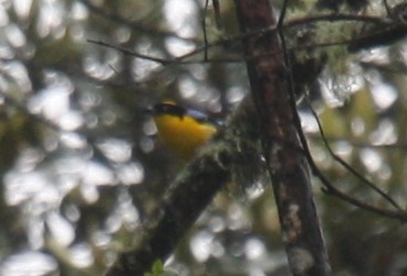 Blue-winged Mountain Tanager - ML80224211