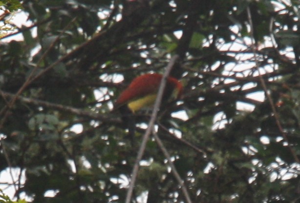 Crimson-mantled Woodpecker - ML80224251