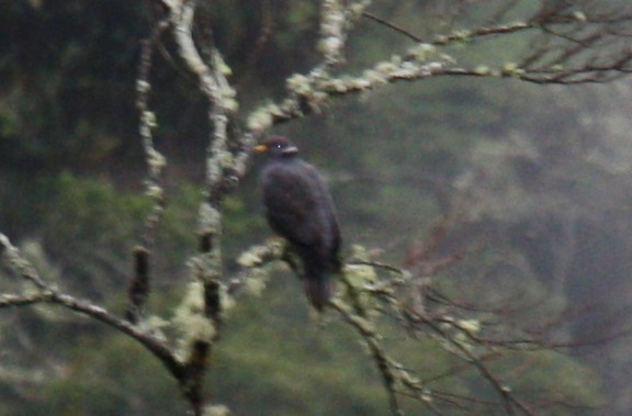 Band-tailed Pigeon - ML80224341