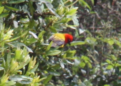 Red-hooded Tanager - ML80224401