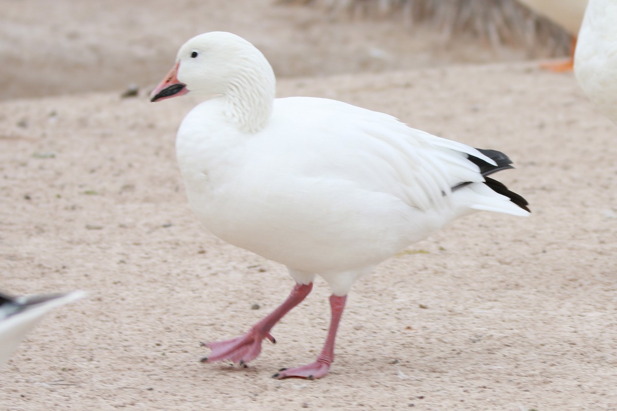 Snow Goose - ML80225651