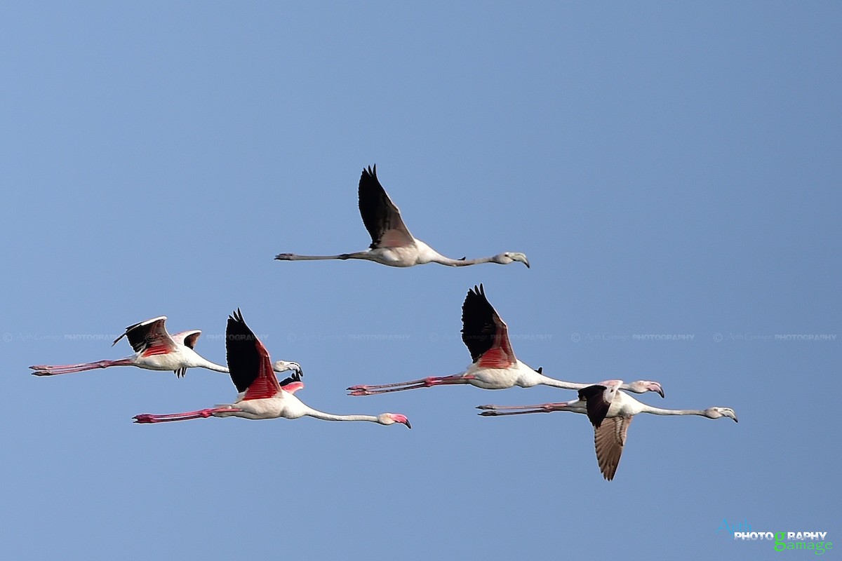 Greater Flamingo - Ajith Gamage