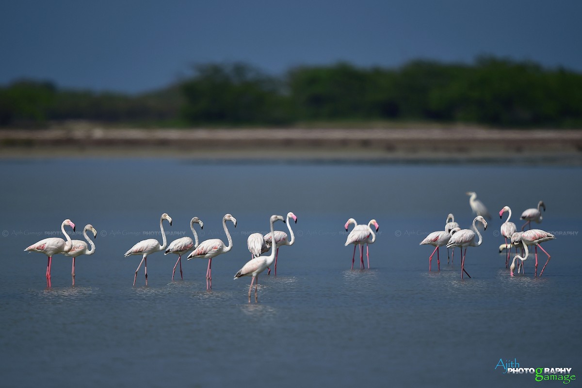 Greater Flamingo - Ajith Gamage