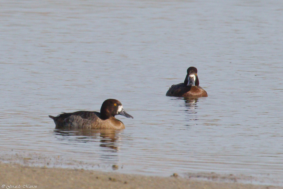 Greater Scaup - ML80228691