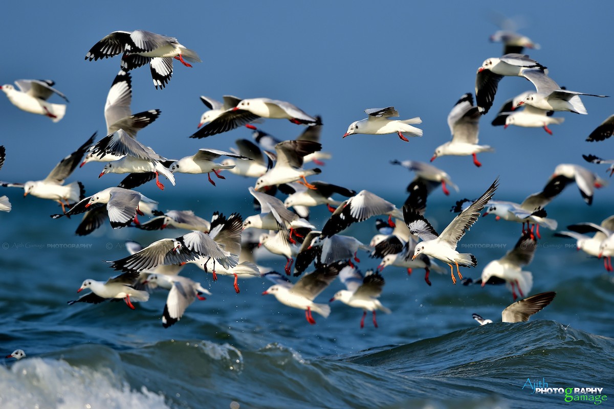 Brown-headed Gull - ML80229591