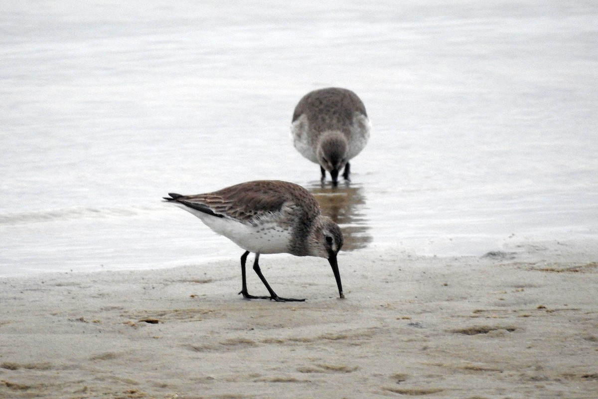 Dunlin - ML80229861