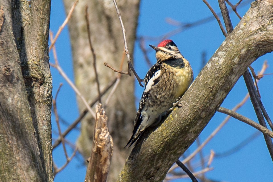 Yellow-bellied Sapsucker - ML80230061