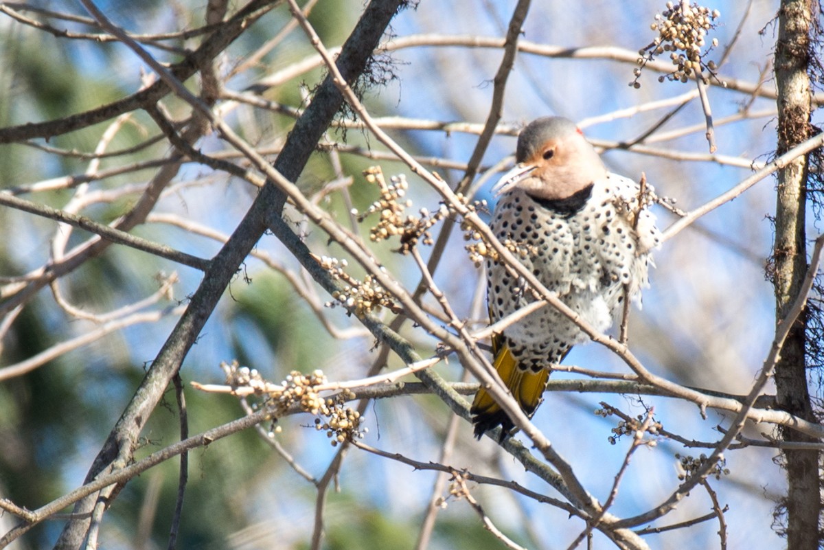 Northern Flicker - Kayann Cassidy