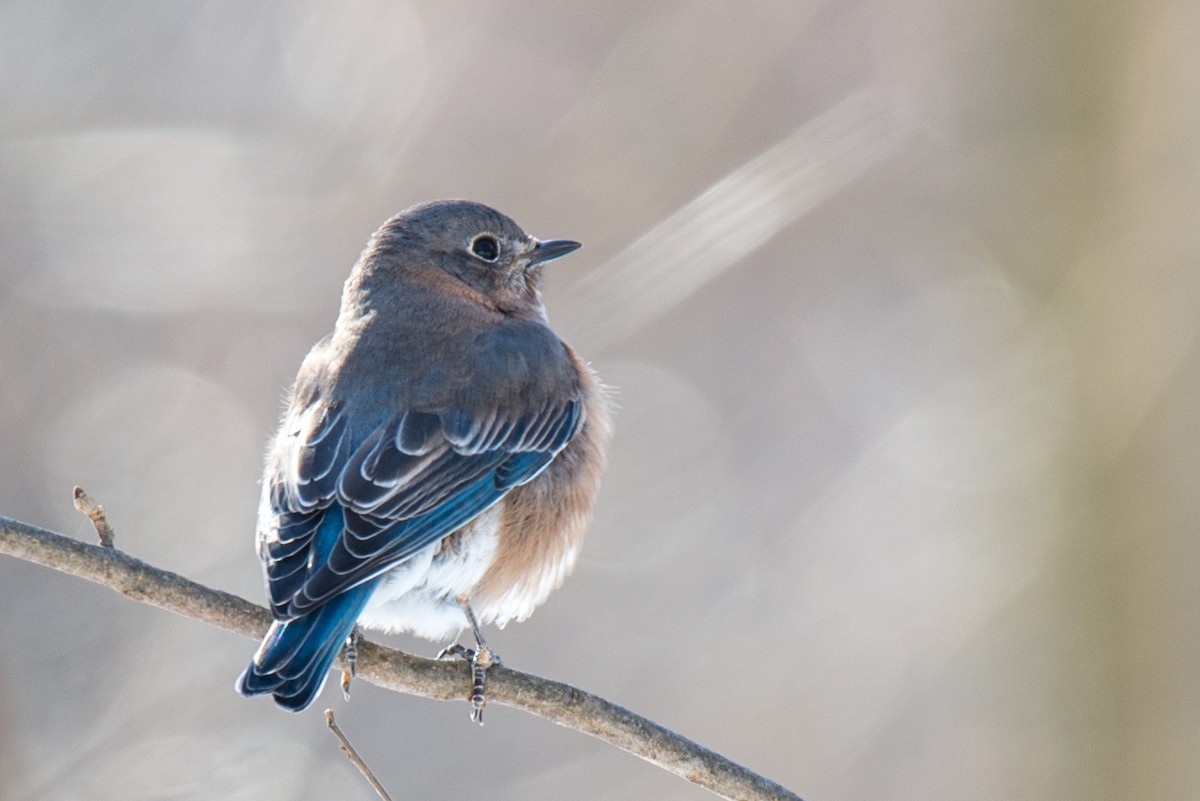 Eastern Bluebird - ML80230341