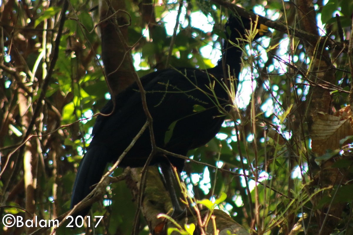 Great Curassow - ML80230501