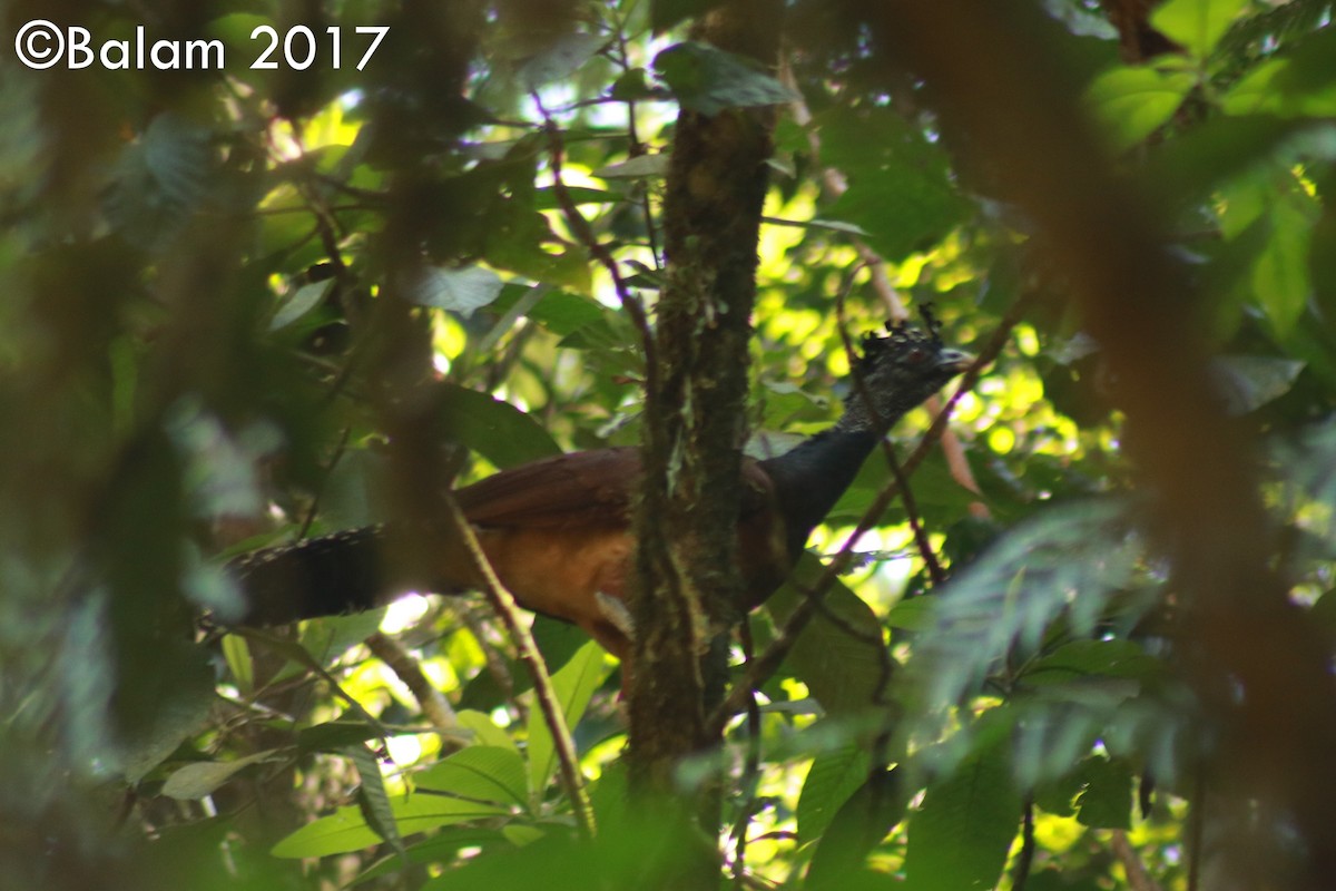 Great Curassow - ML80230901