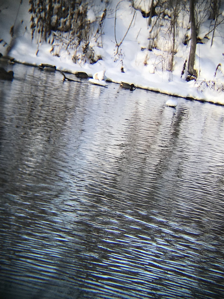 Green-winged Teal - ML80231141