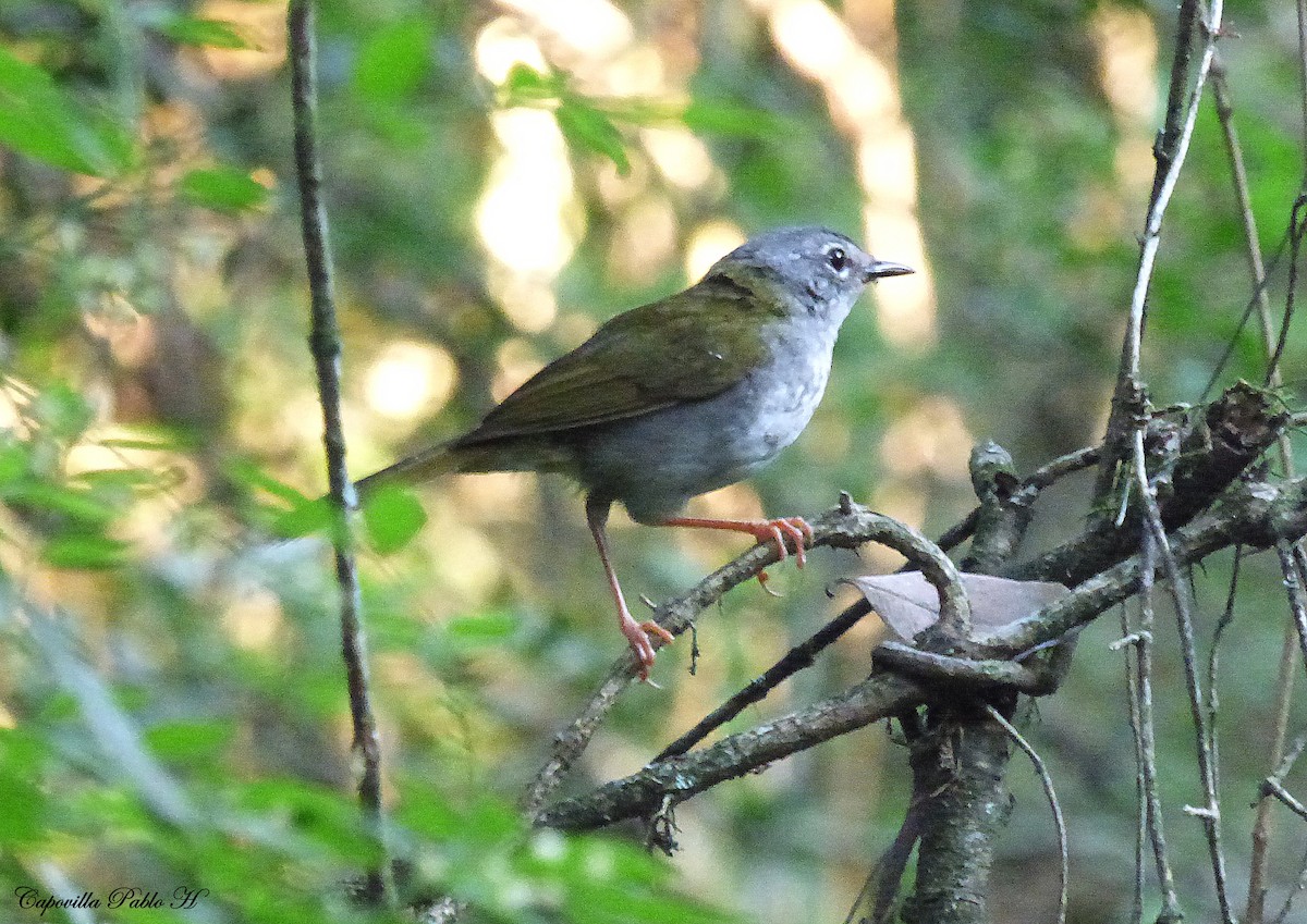 White-browed Warbler - Pablo Hernan Capovilla