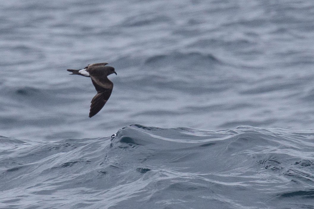 Leach's Storm-Petrel (Leach's) - Robert Tizard