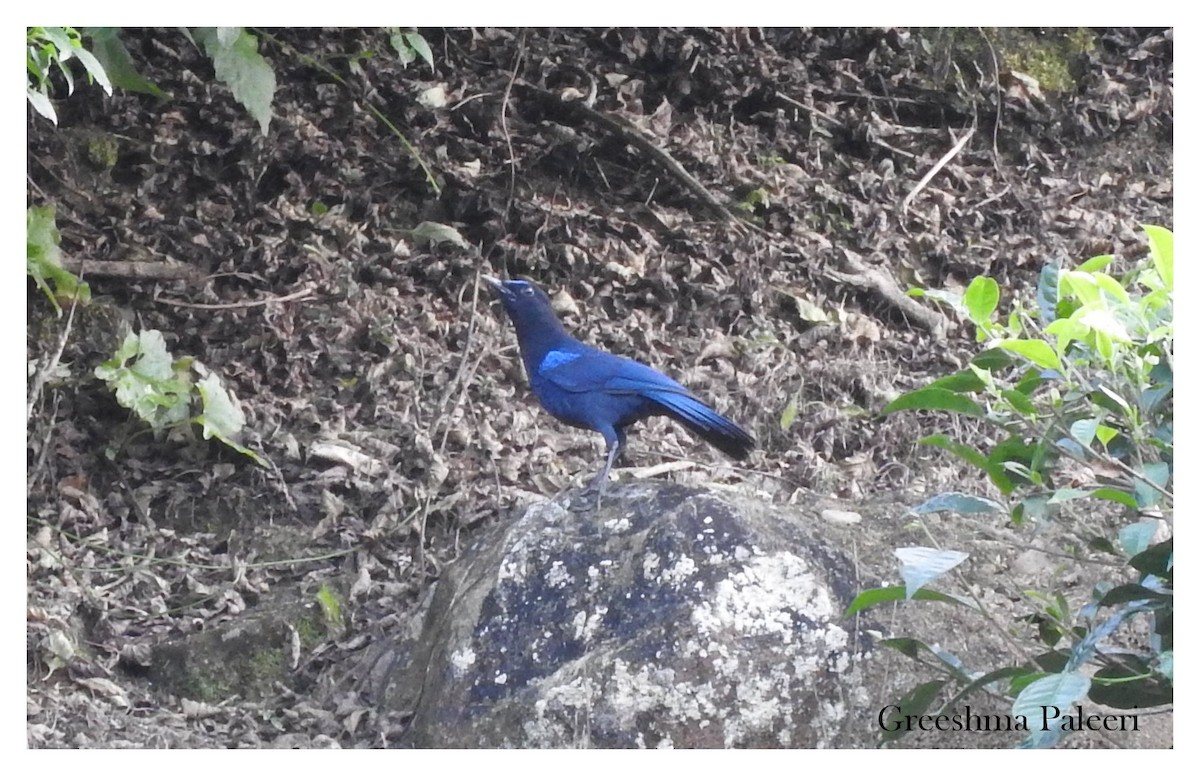 Малабарская синяя птица - ML80233611