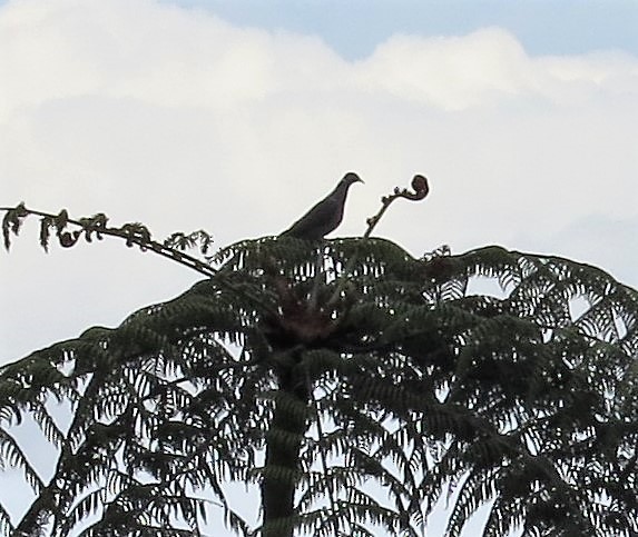Band-tailed Pigeon - ML80236791