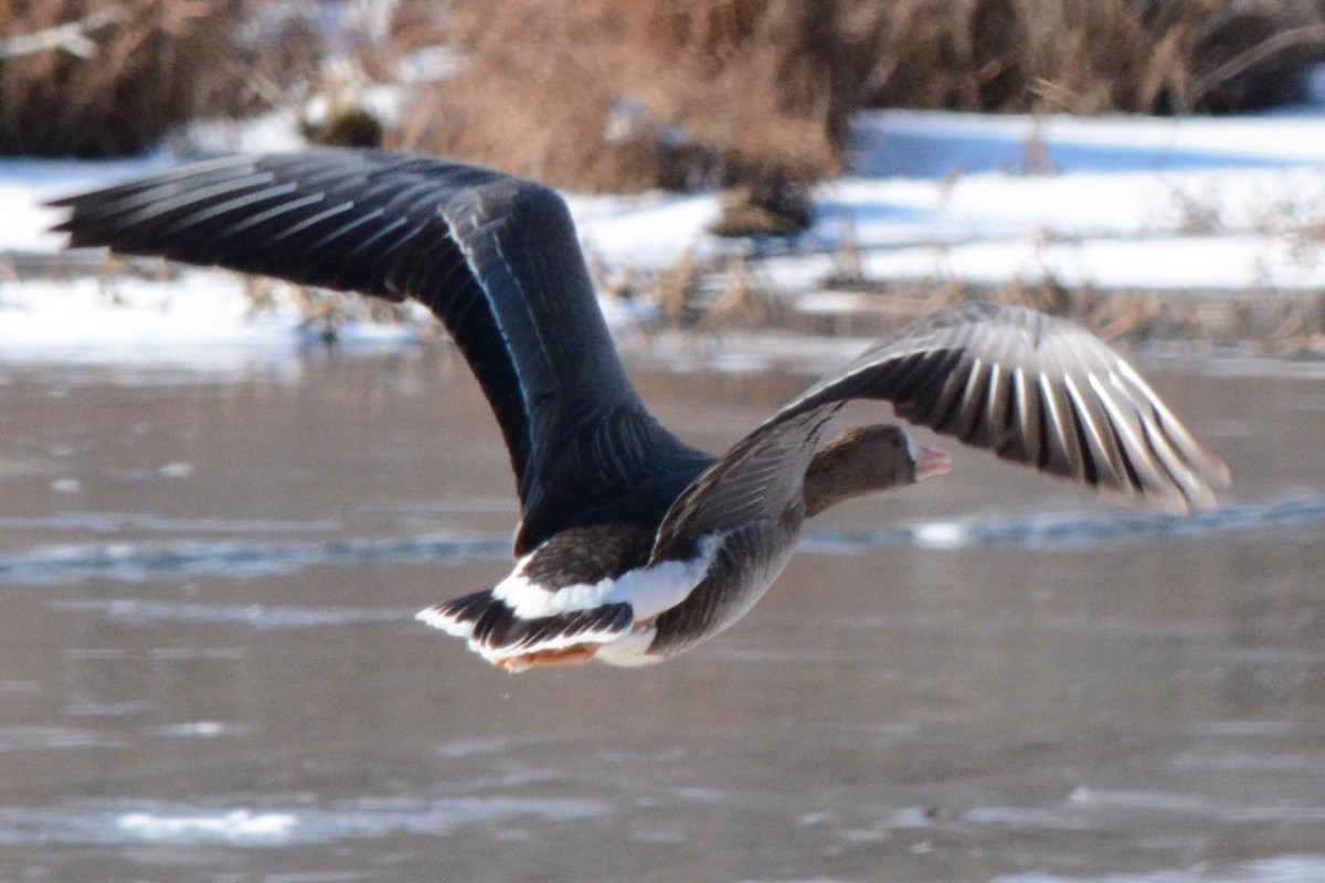 Greater White-fronted Goose - ML80237131