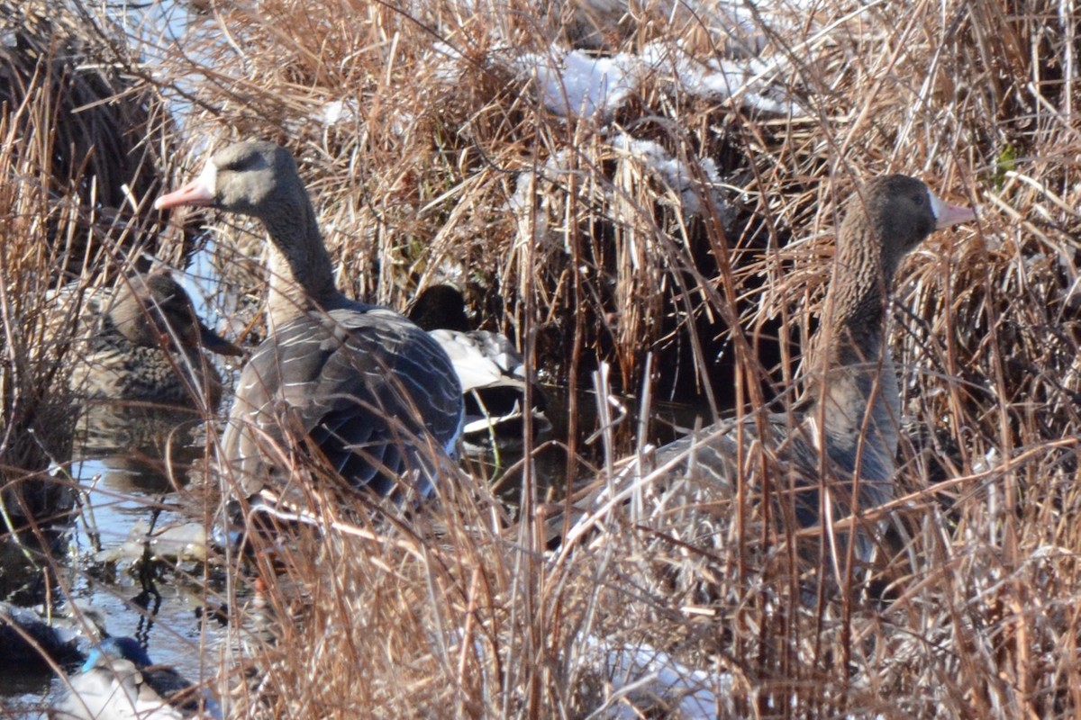 Greater White-fronted Goose - ML80237181